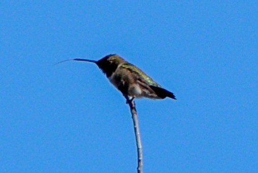 Black-chinned Hummingbird - ML553811451
