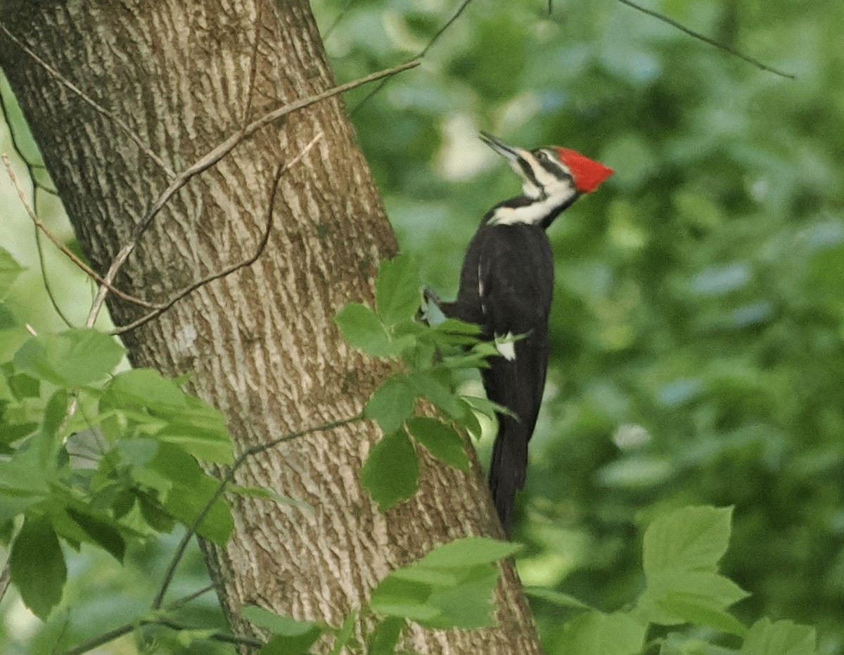 Pileated Woodpecker - ML553812611