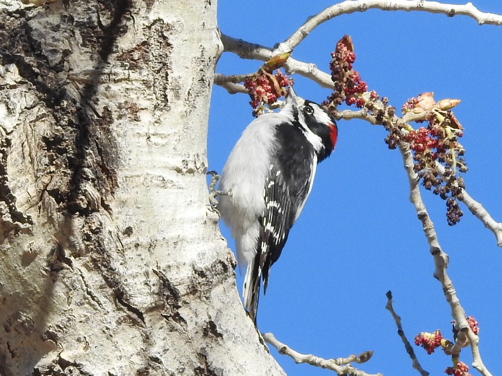 Downy Woodpecker - ML553813241