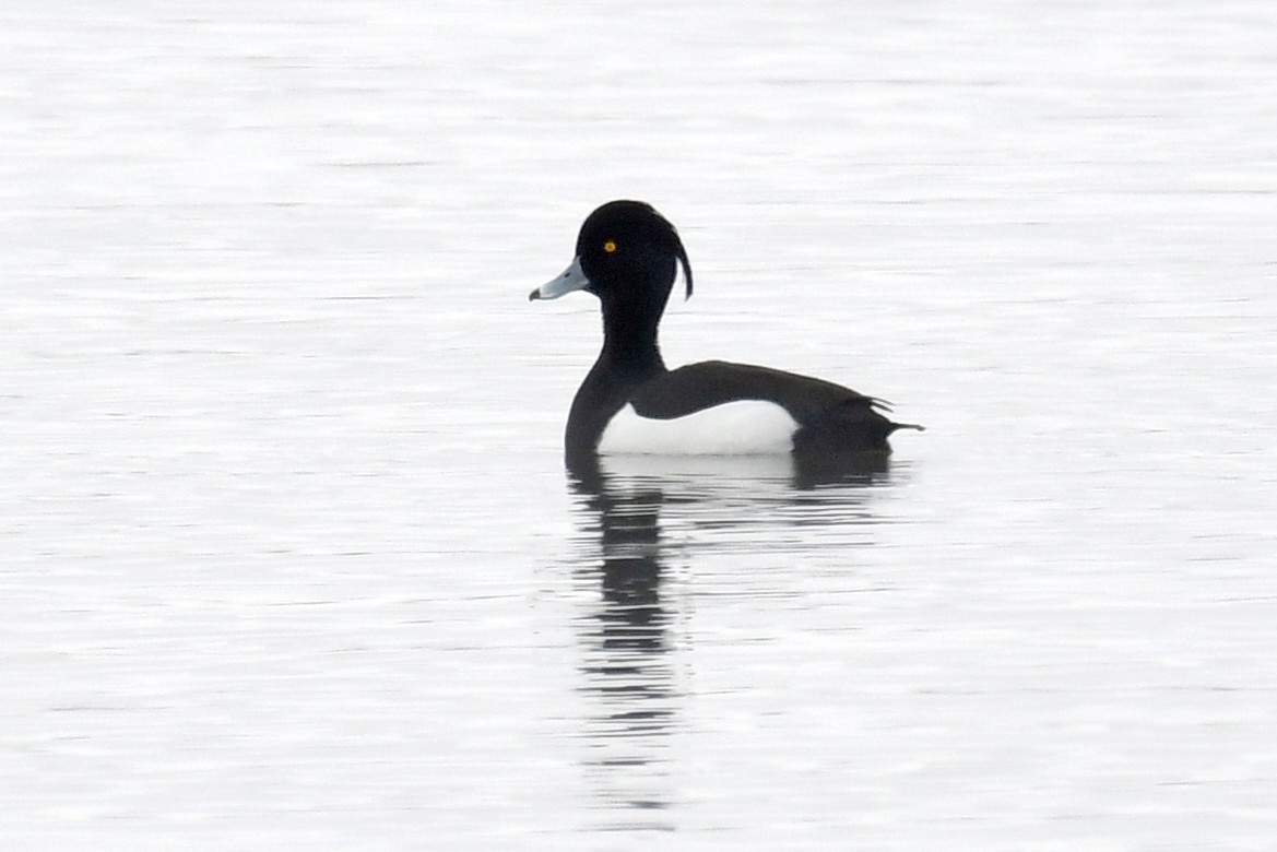 Tufted Duck - ML553815371