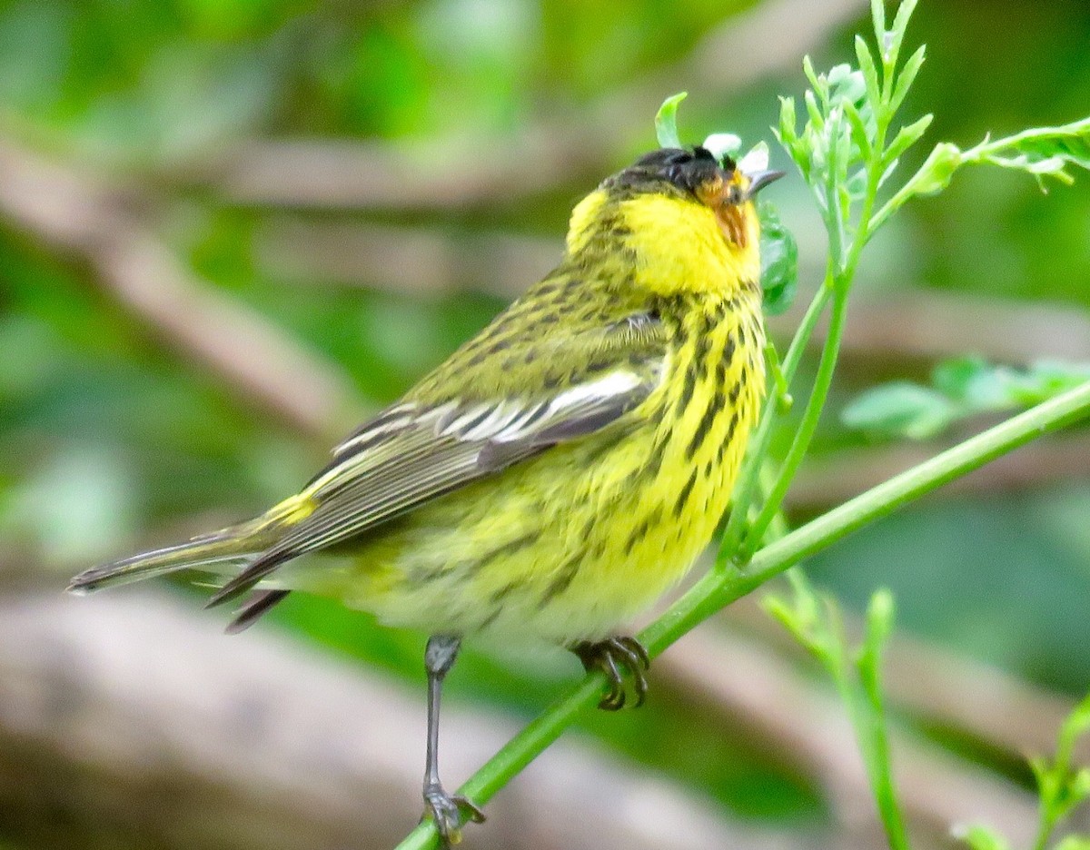 Cape May Warbler - ML55381611