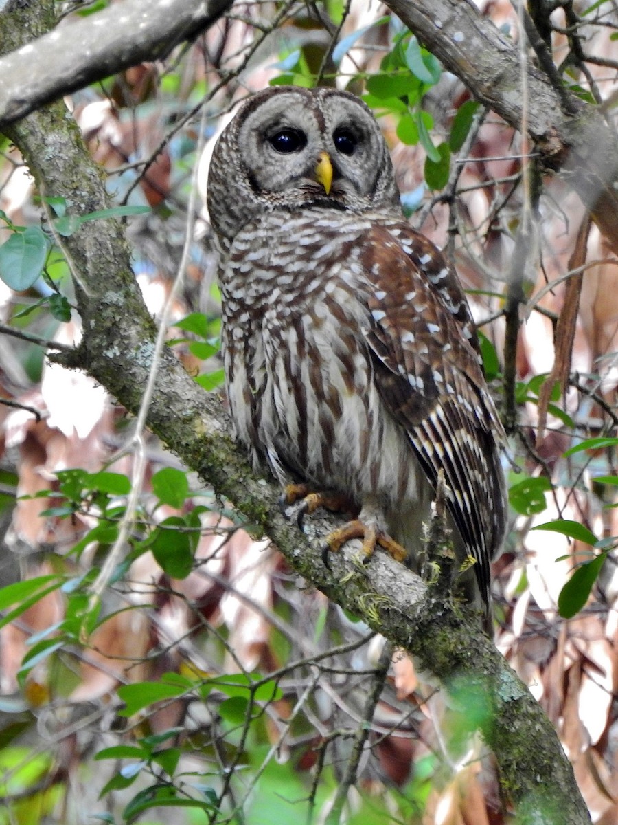 Barred Owl - ML553816151