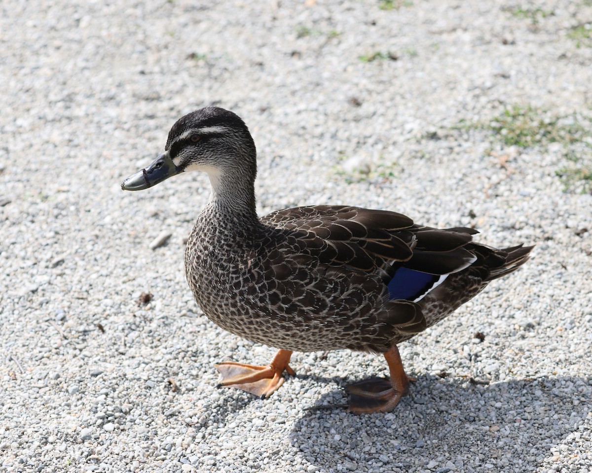 Mallard x Pacific Black Duck (hybrid) - ML553816731