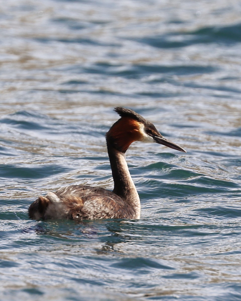 Great Crested Grebe - ML553816821