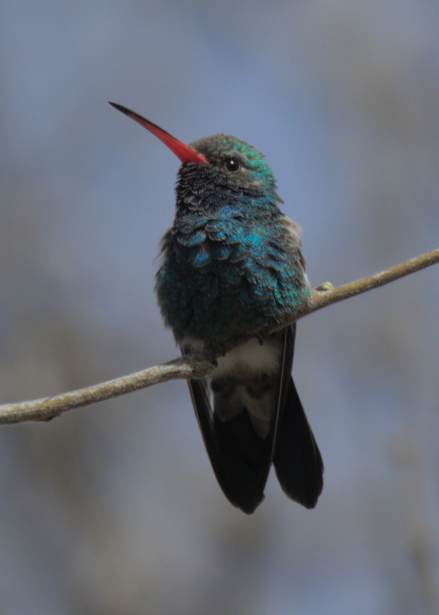 Broad-billed Hummingbird - ML553821861
