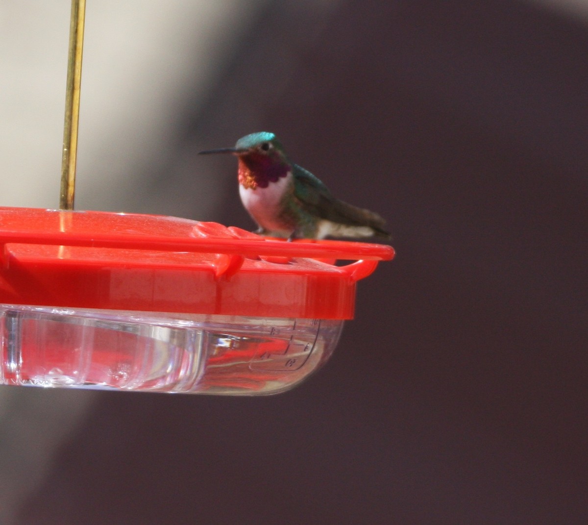 Broad-tailed Hummingbird - James Loy