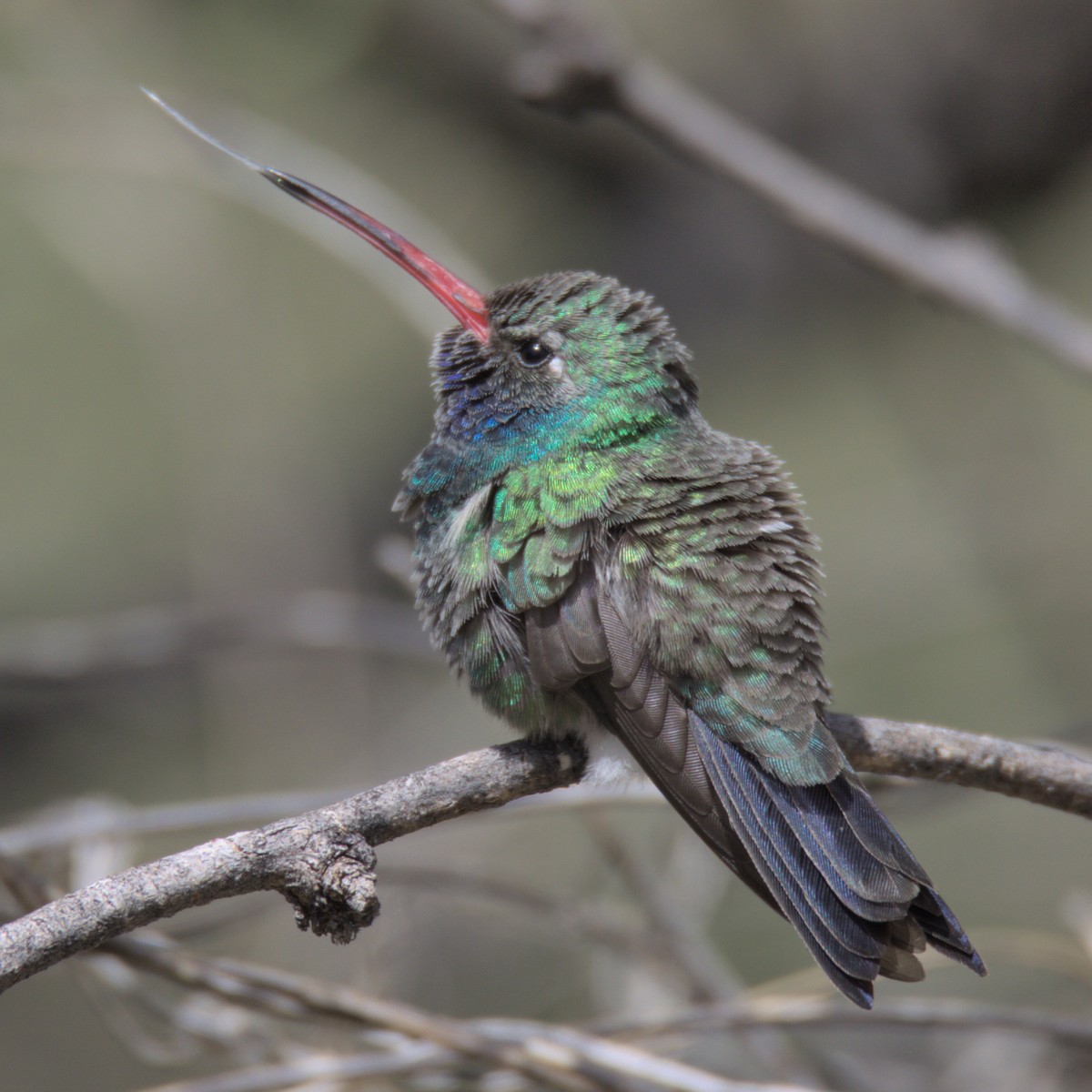 Broad-billed Hummingbird - ML553823111