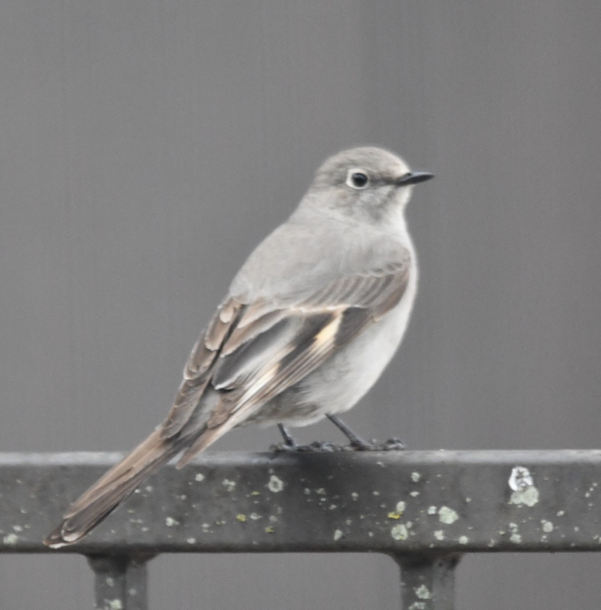 Townsend's Solitaire - ML553826191
