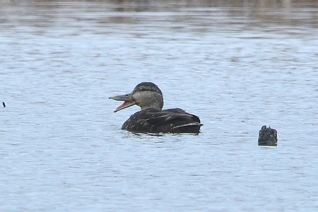 eBird Checklist - 4 Apr 2023 - Mendon Ponds Park--Quaker Pond Trail - 9 ...