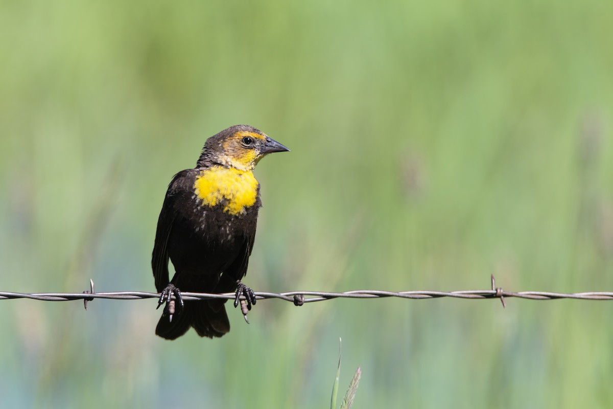Yellow-headed Blackbird - ML553833181