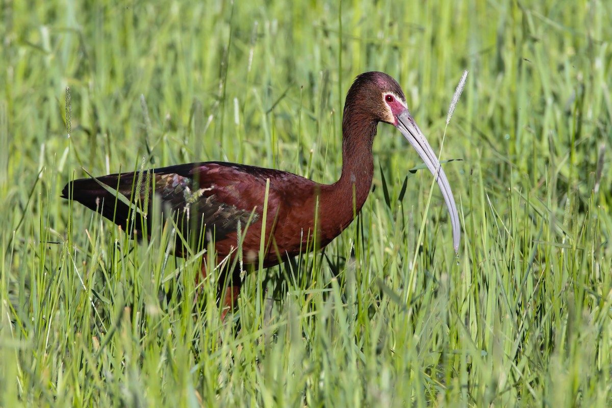 ibis americký - ML553836571