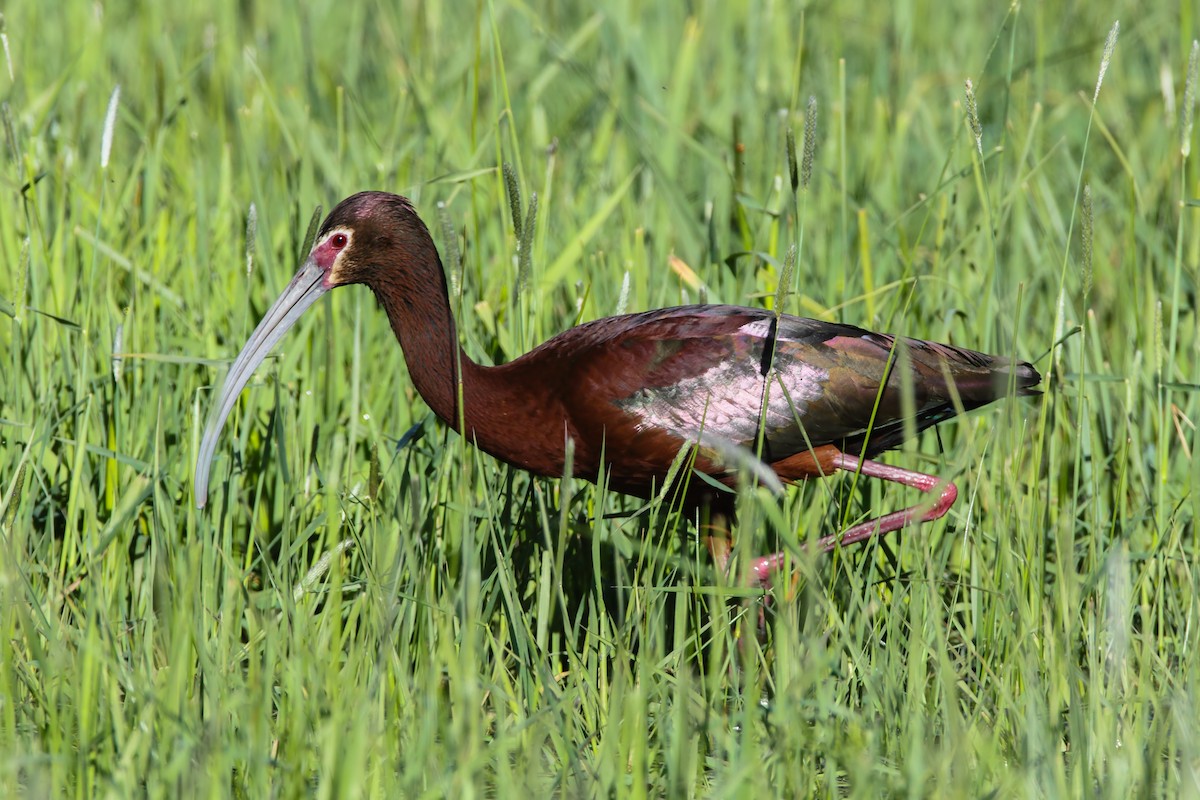 ibis americký - ML553836591