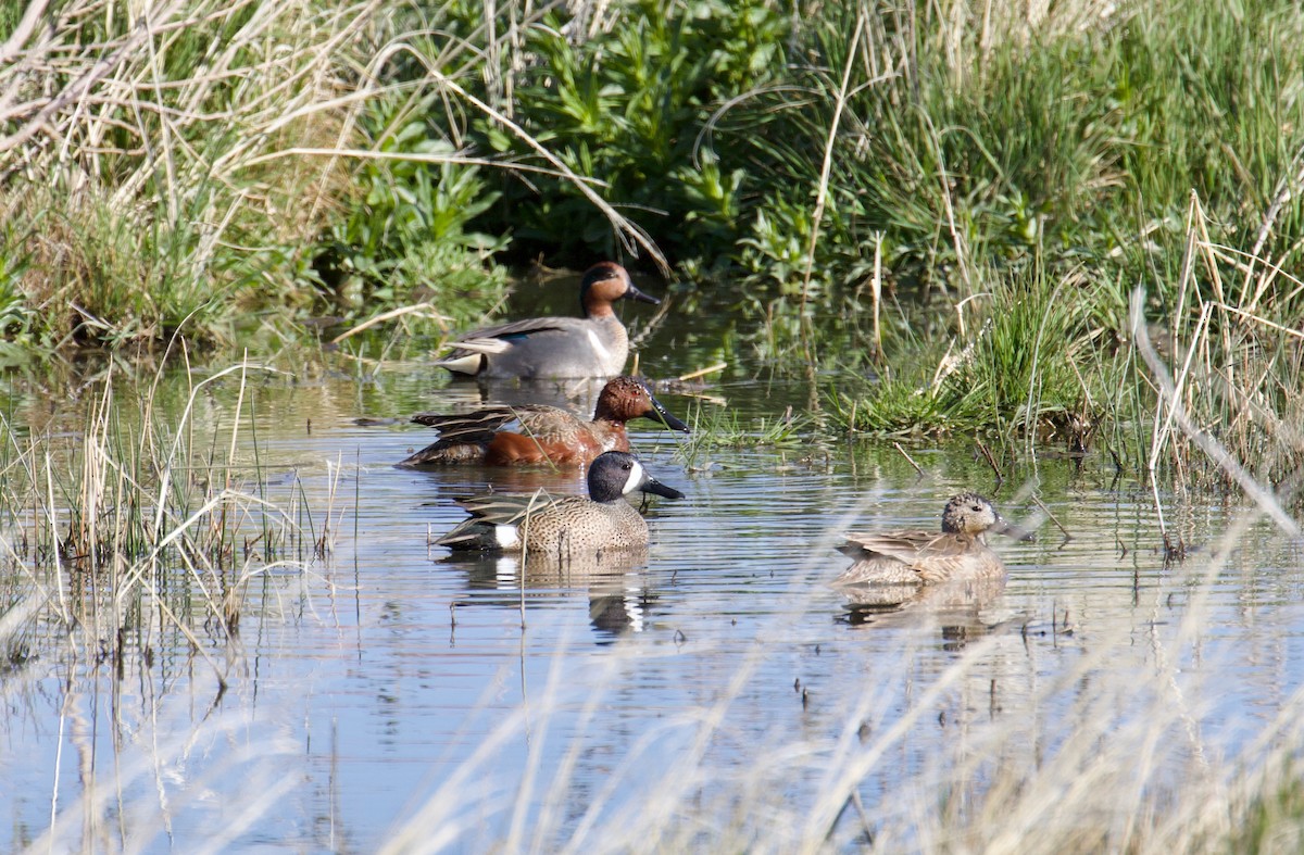 Blue-winged Teal - ML553841411