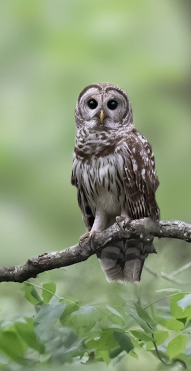 Barred Owl - KMJ Bird