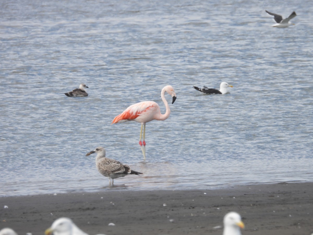 Chilean Flamingo - ML553843381