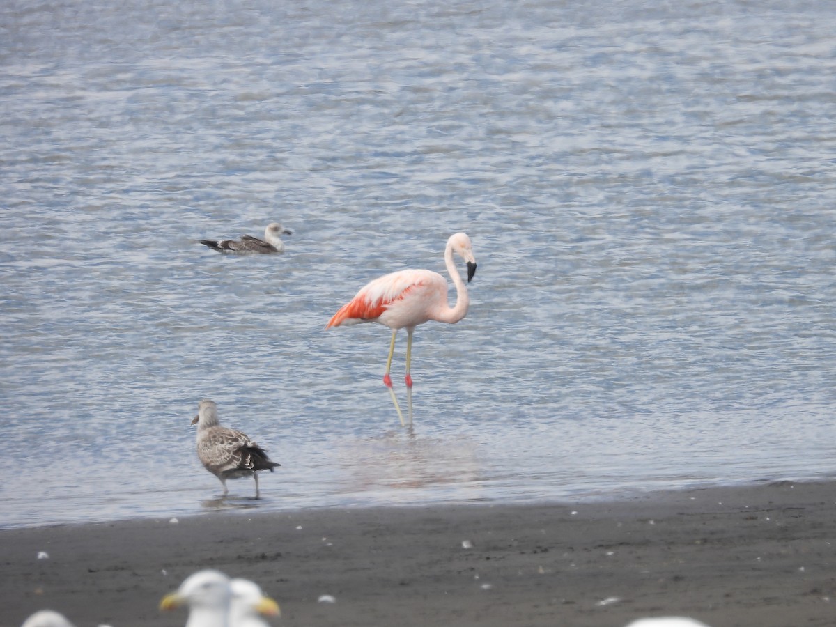 Chilean Flamingo - ML553843471