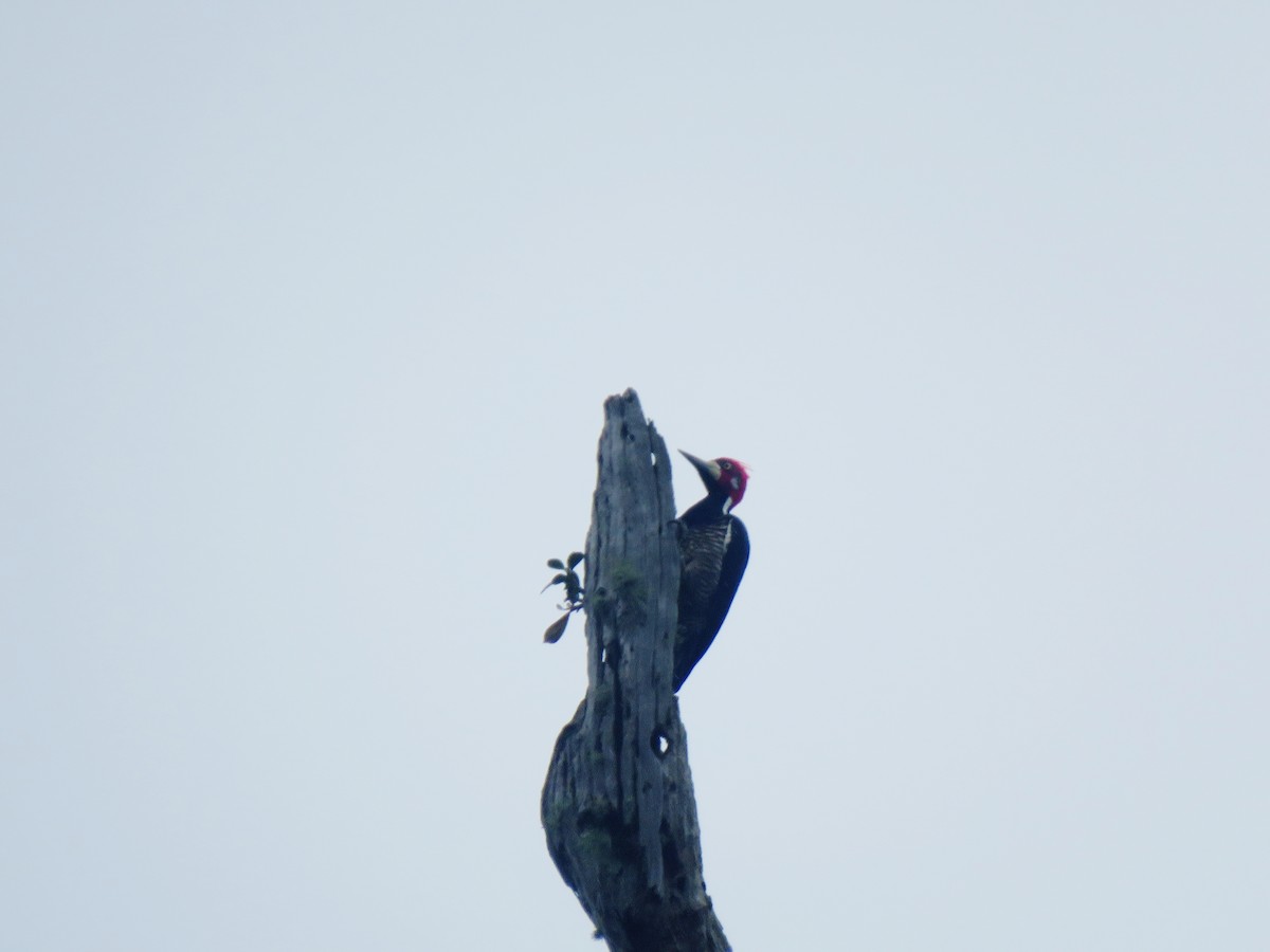 Crimson-crested Woodpecker - ML553843581