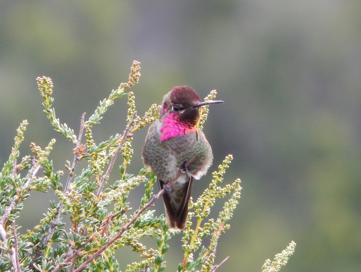 Anna's Hummingbird - ML55384861