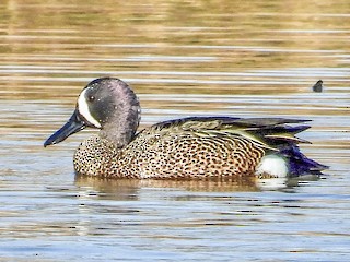 Blue-winged Teal, ML553849451
