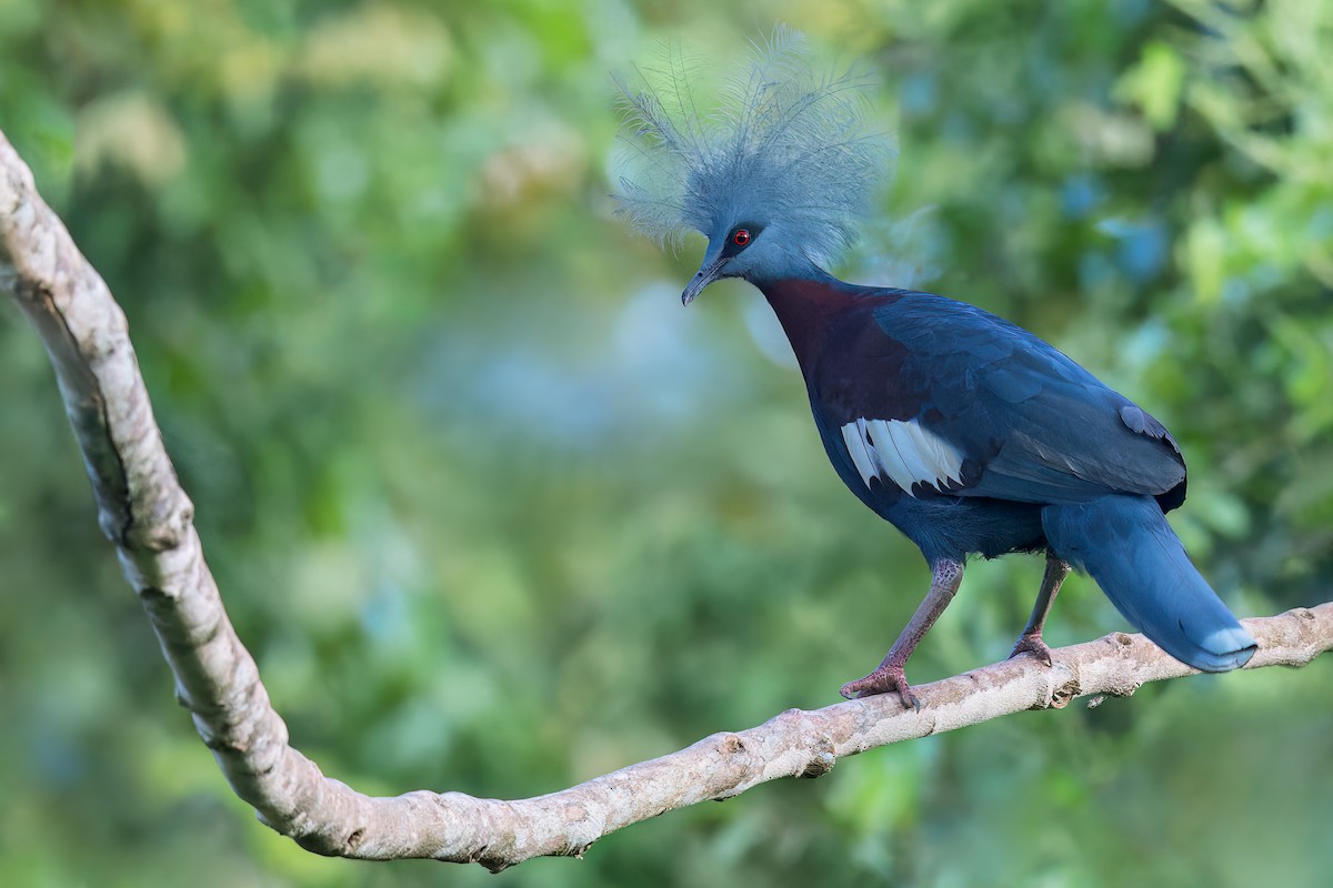 Sclater's Crowned-Pigeon - Dubi Shapiro