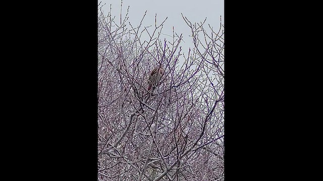 Fox Sparrow (Red) - ML553855011