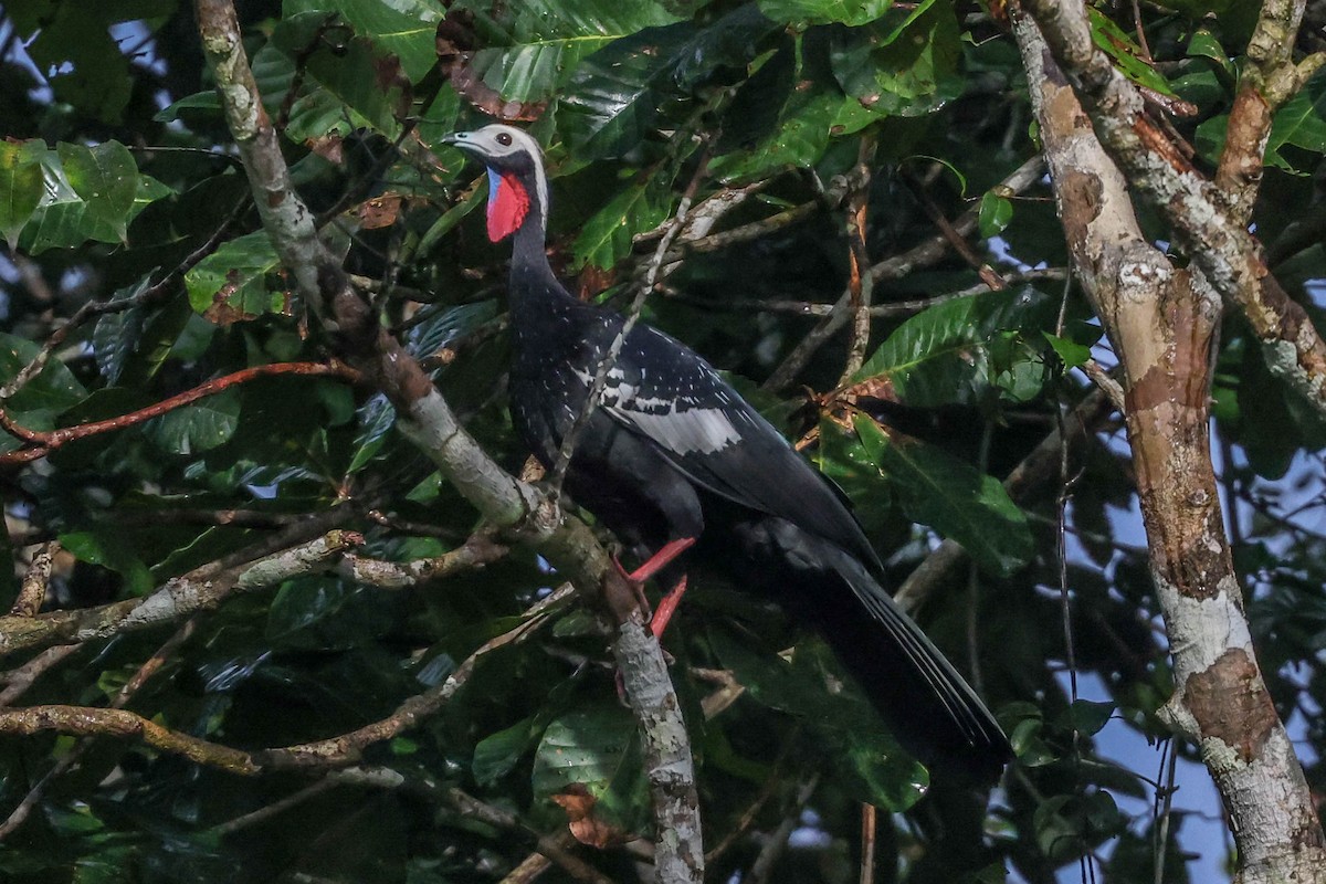 Red-throated Piping-Guan - ML553863431