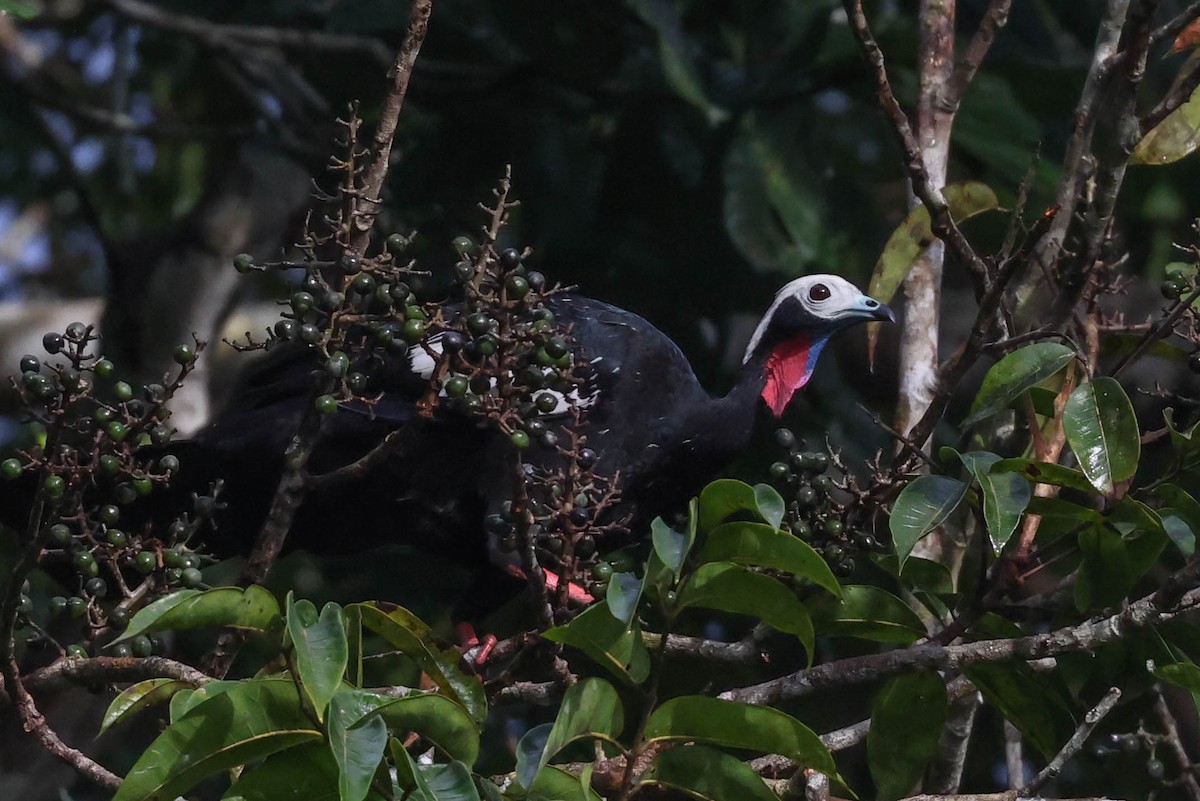 Red-throated Piping-Guan - ML553863441