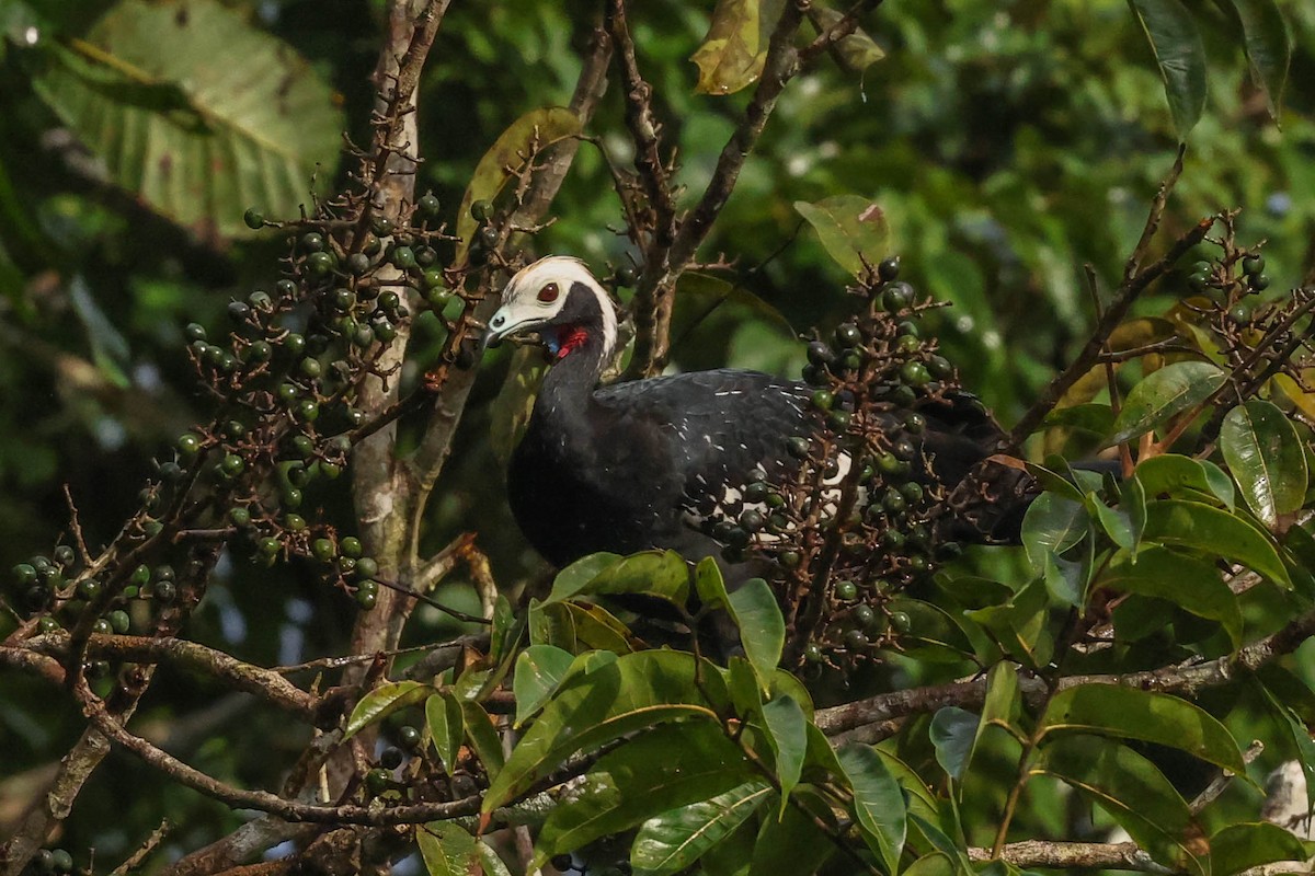 Red-throated Piping-Guan - ML553863451