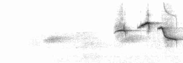  - Collared Flycatcher