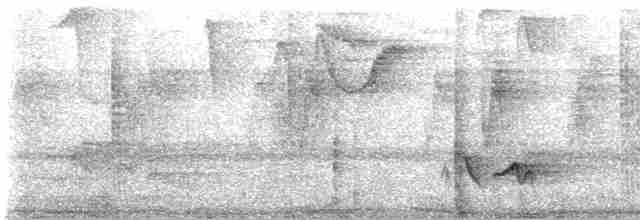 Gray-breasted Wood-Wren (bangsi) - ML553871381