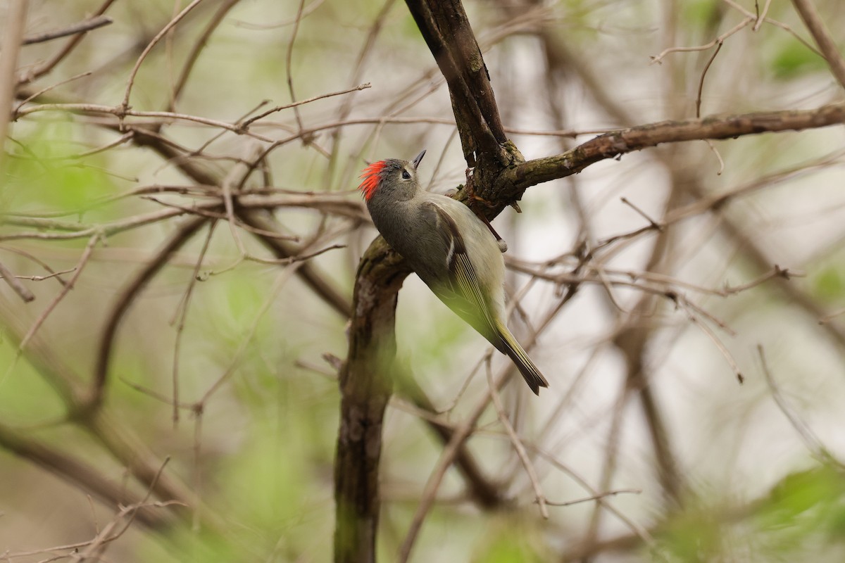 Ruby-crowned Kinglet - Natalie Carusillo