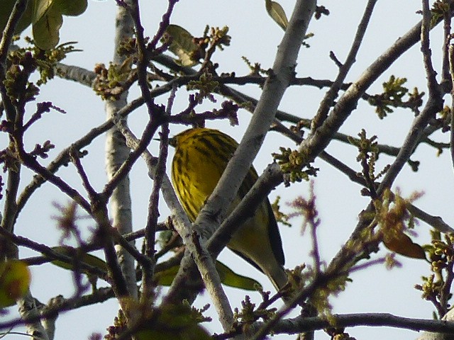 Cape May Warbler - Ron Smith
