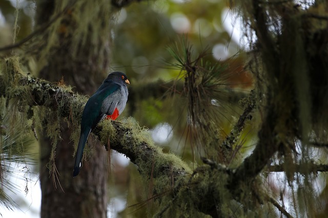 Hispaniolan Trogon is a forest-dependent species. - Hispaniolan Trogon - 