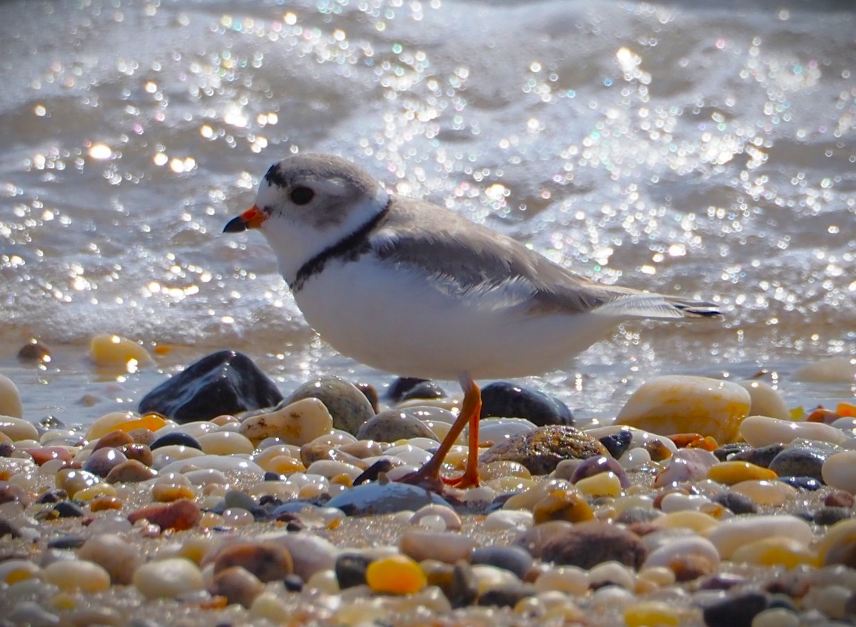 Piping Plover - ML553876101