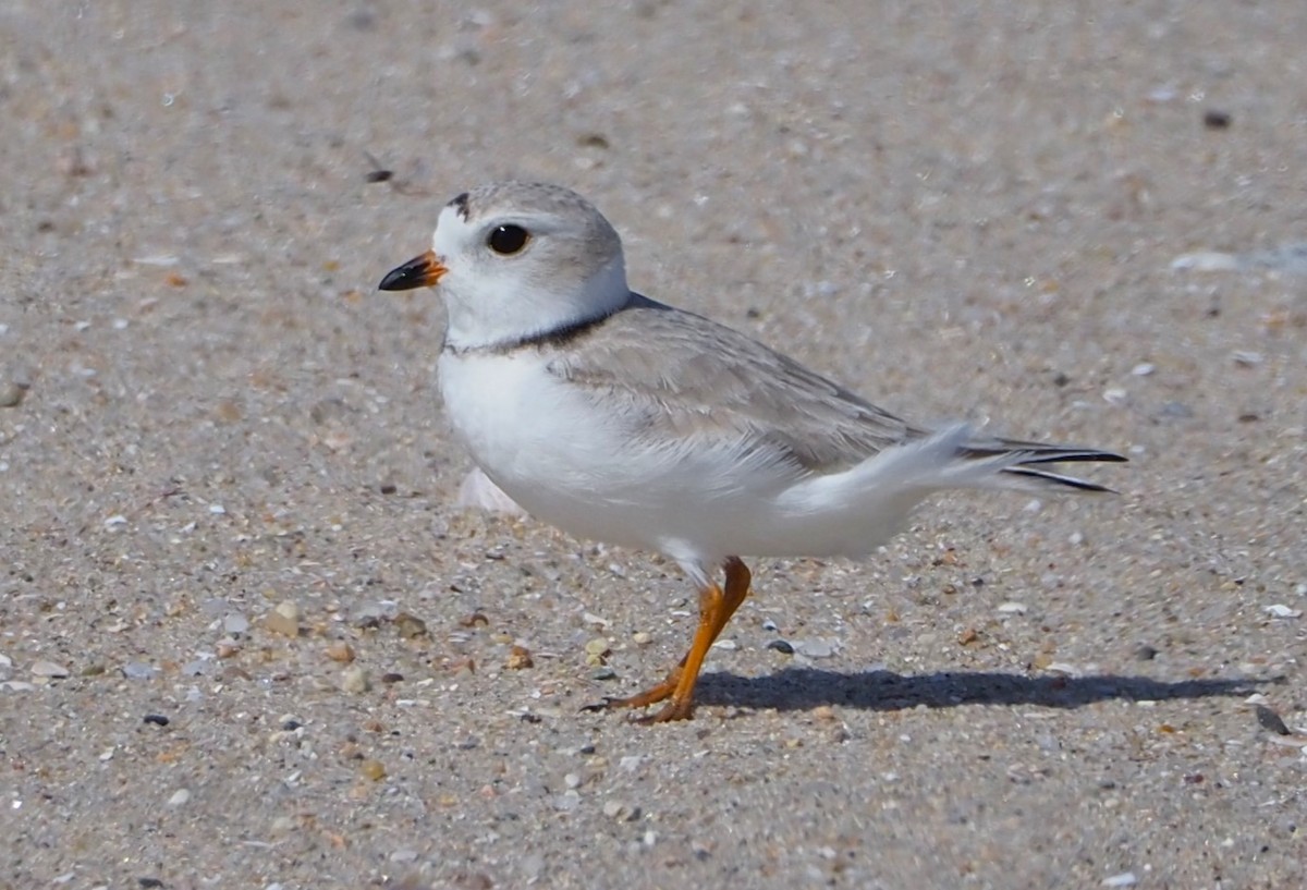 Piping Plover - ML553876111