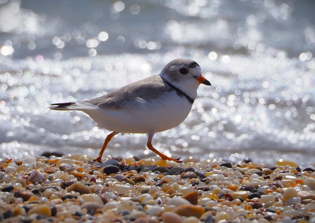 Piping Plover - ML553876121