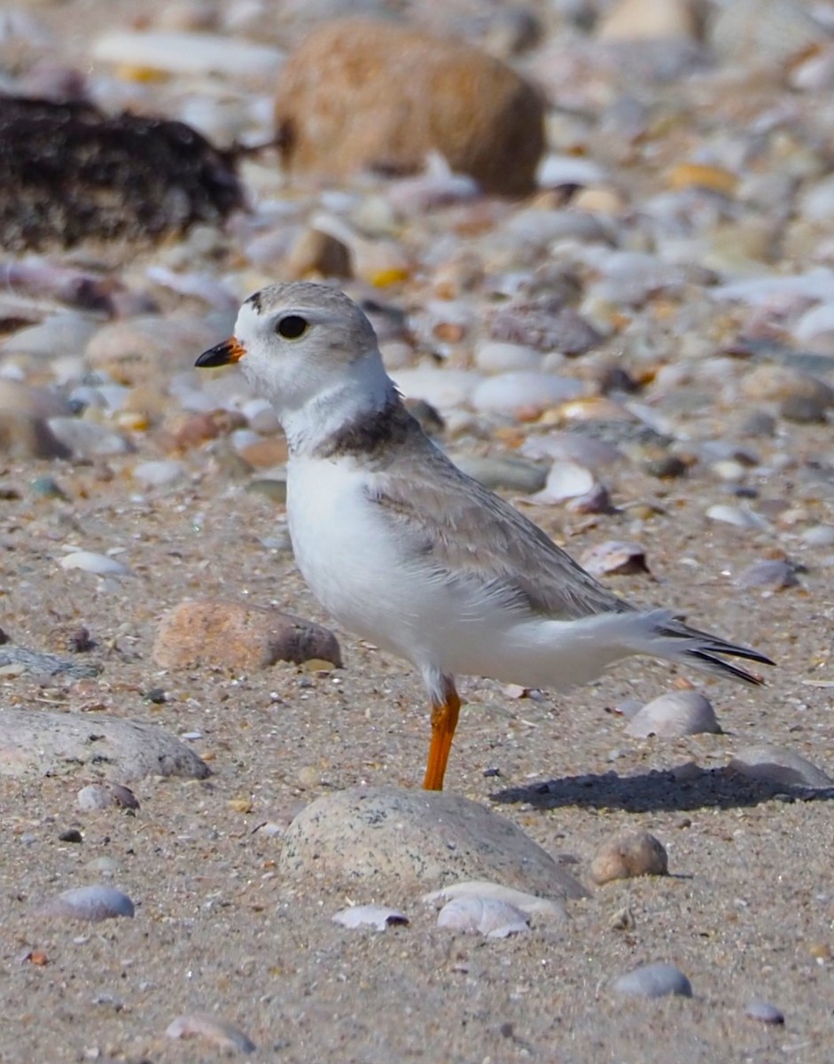 Piping Plover - ML553876131