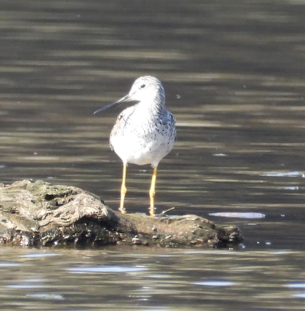 ebird-checklist-5-apr-2023-kincheloe-road-37-species