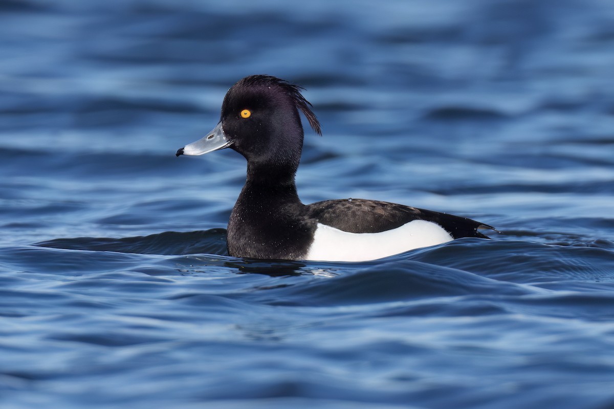 Tufted Duck - ML553878661