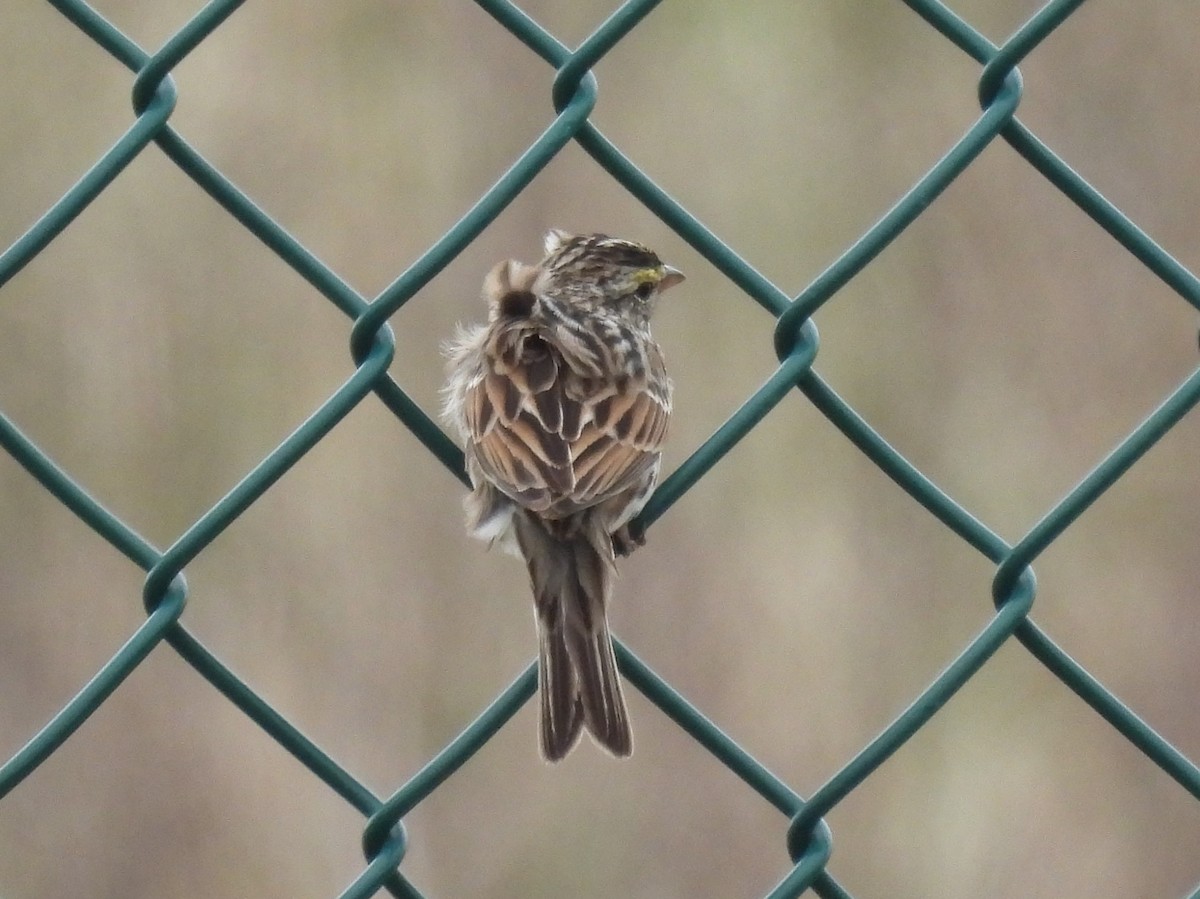 Savannah Sparrow - ML553883231