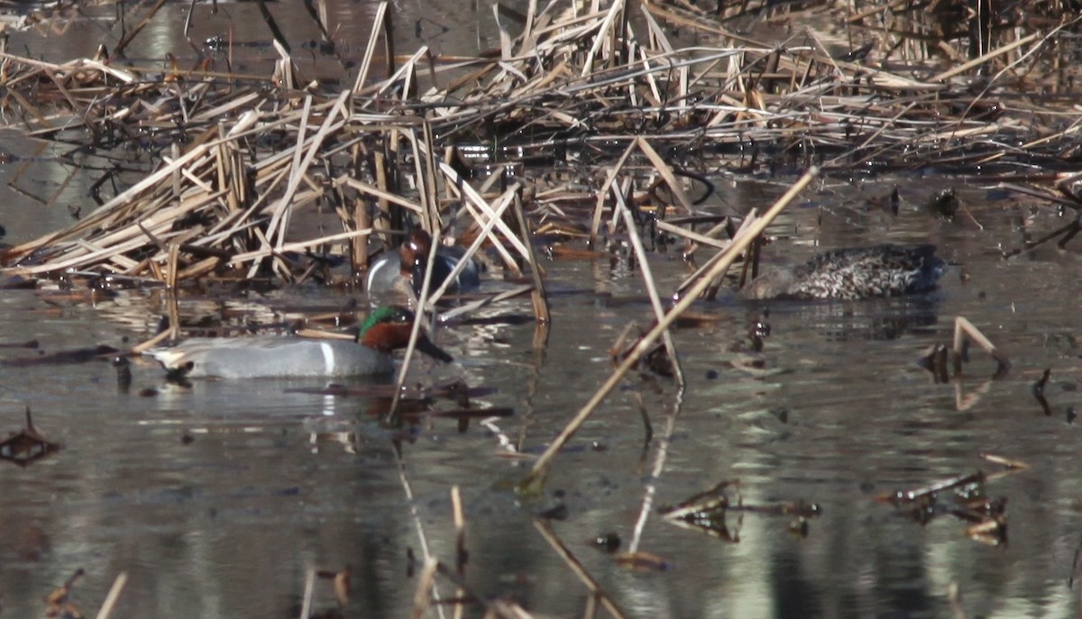 Green-winged Teal - ML553887231