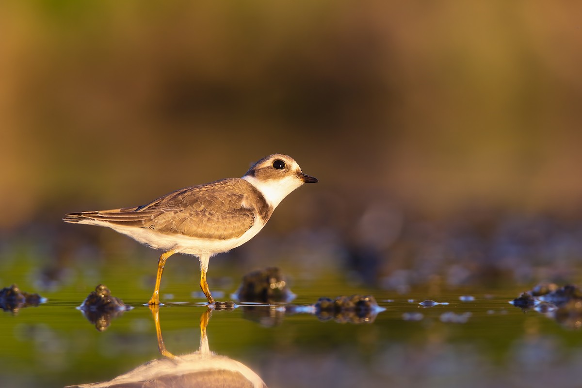 Semipalmated Plover - ML553895831