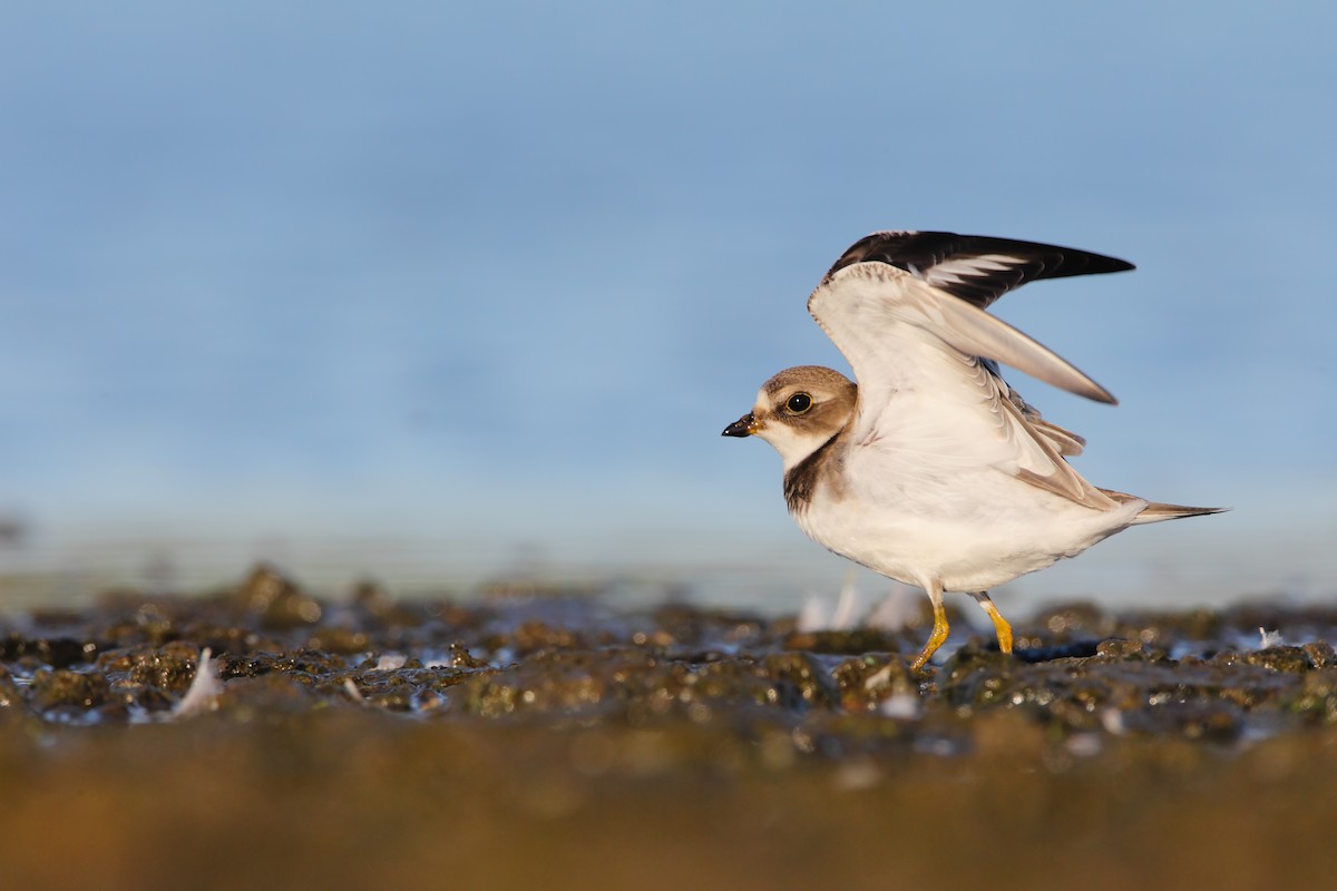 Semipalmated Plover - ML553897751