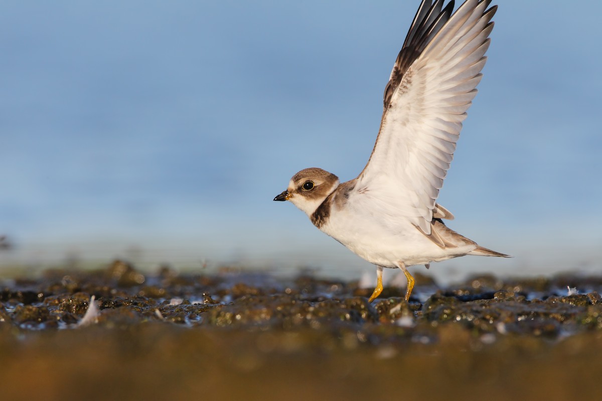 Semipalmated Plover - ML553897761