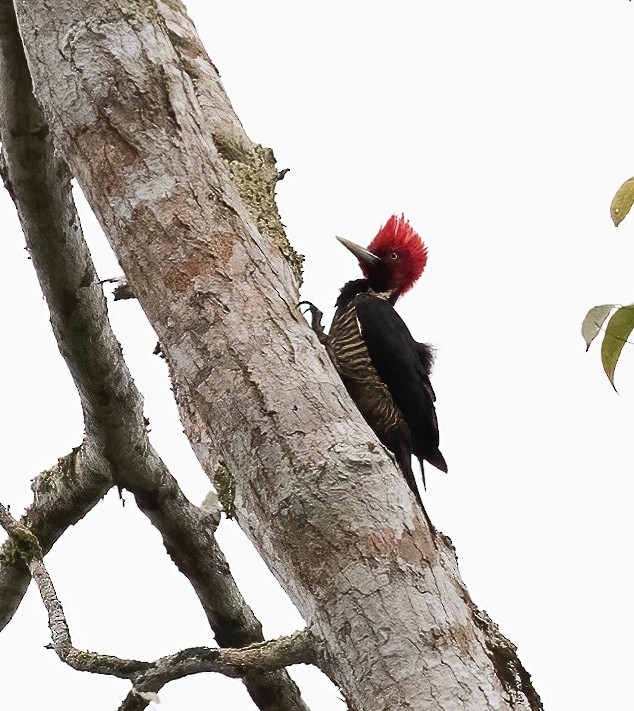 Pale-billed Woodpecker - ML553901501