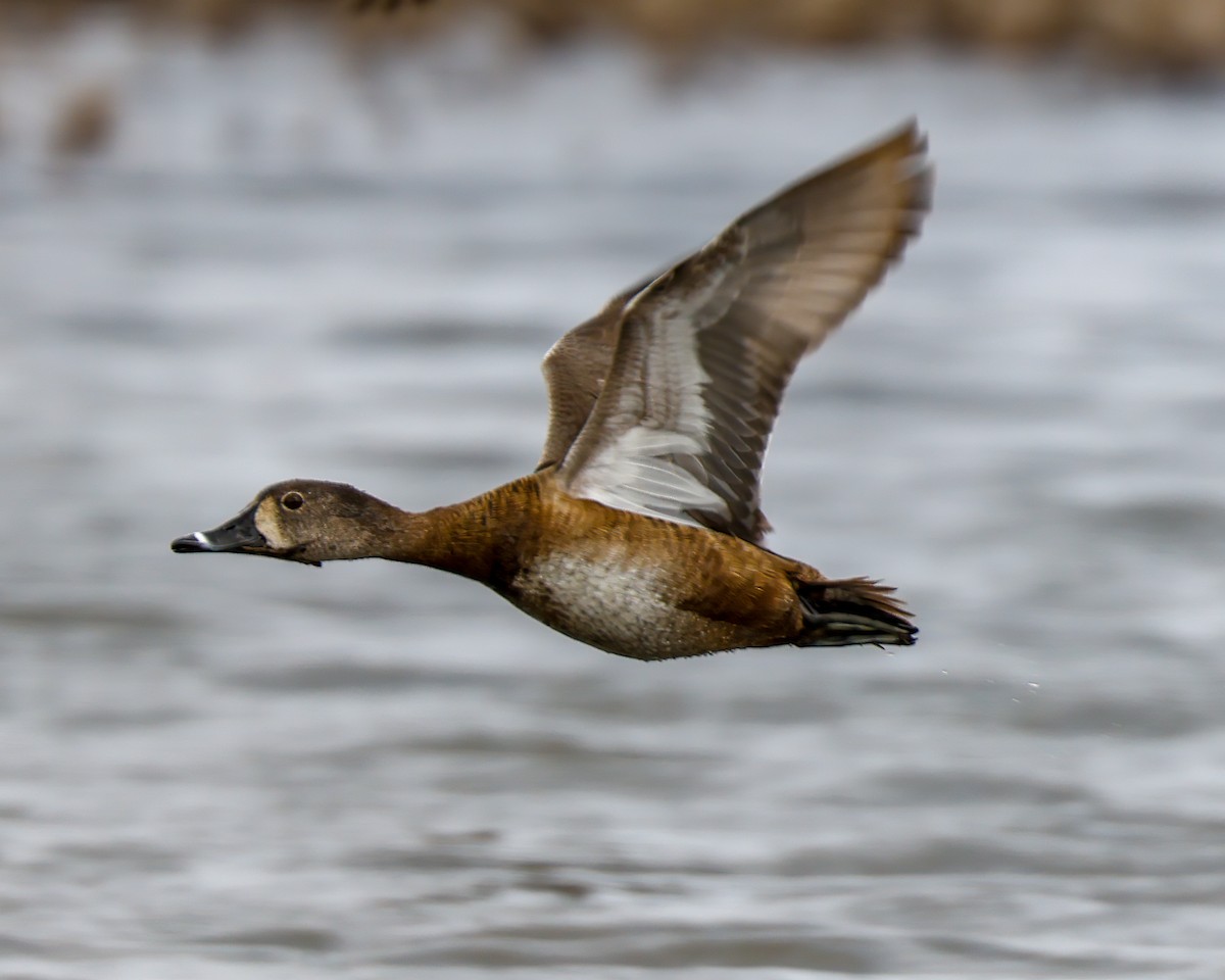 Blue-winged Teal - ML553902611