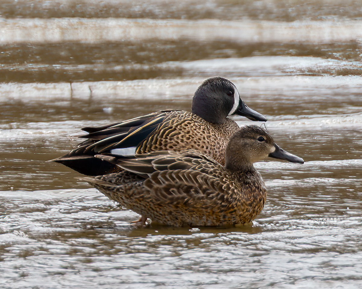 Blue-winged Teal - ML553903431