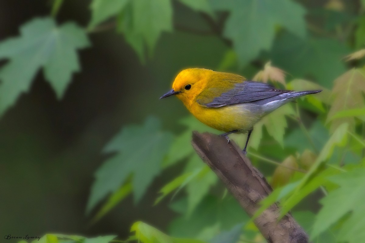 Prothonotary Warbler - Brian Lowry
