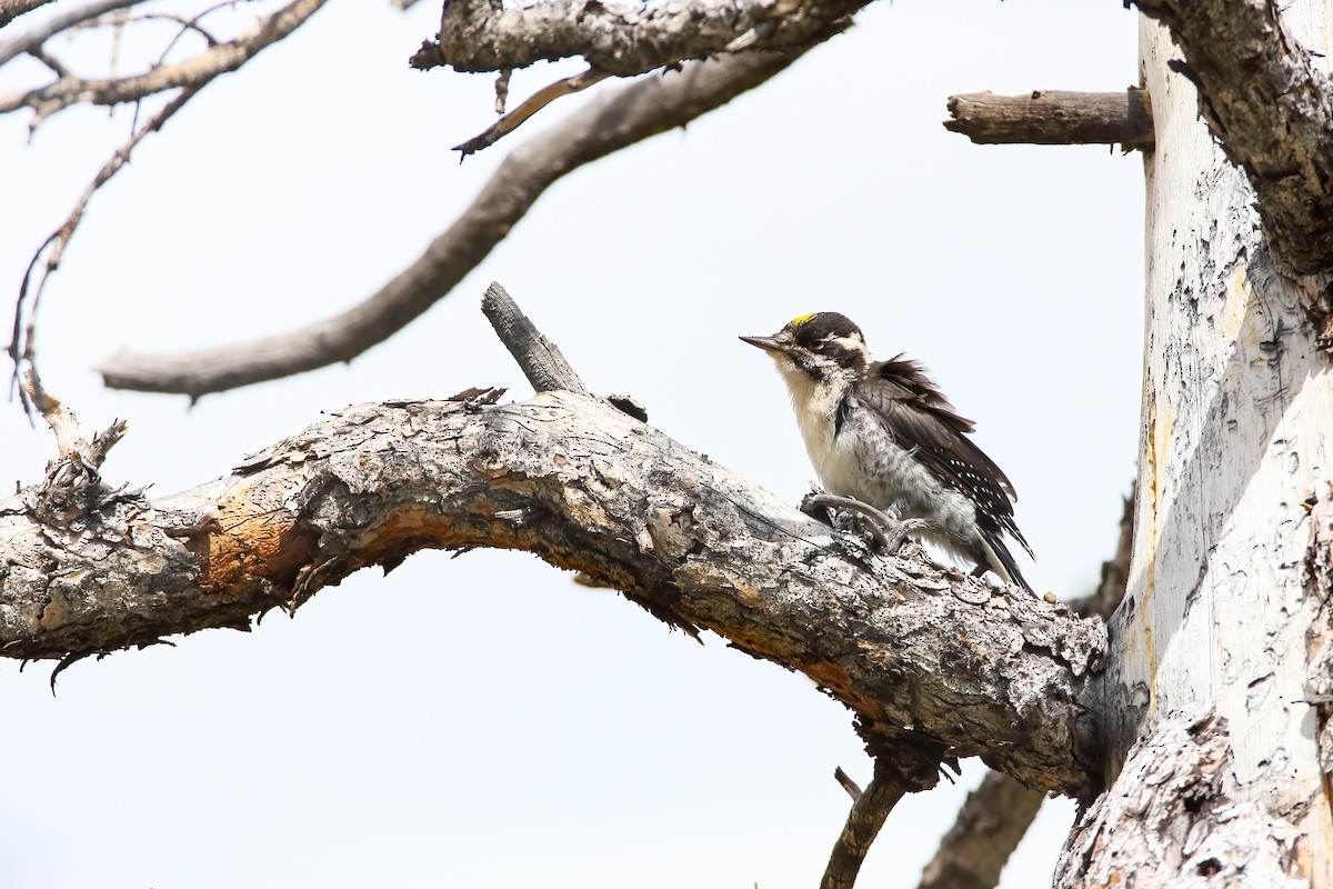 American Three-toed Woodpecker (Rocky Mts.) - ML553918481