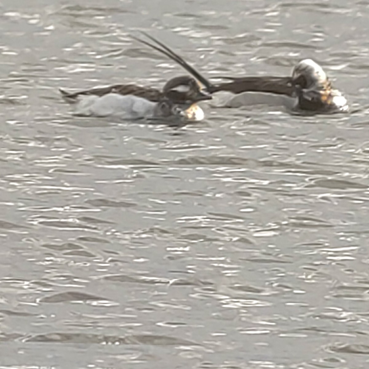 Long-tailed Duck - ML553919561